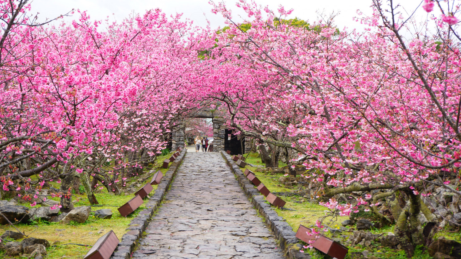 日本一早い桜を追いかけて。北部・八重岳や今帰仁の絶景を巡る「お花見ドライブ」専用車