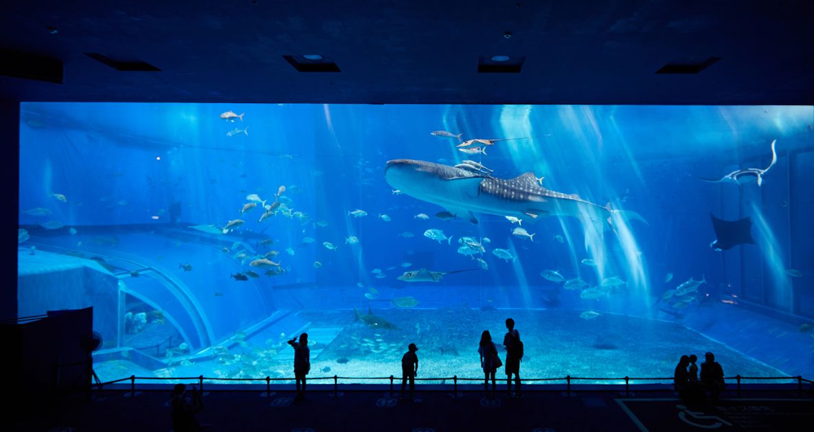 美ら海水族館へ行くならレンタカー🚗　沖縄大洋レンタカー那覇空港店