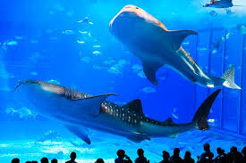 美ら海水族館も古宇利島もラクラク｜沖縄大洋レンタカー那覇空港店