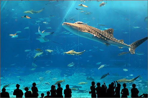 美ら海水族館も楽々アクセス！レンタカーで沖縄満喫　沖縄大洋レンタカー那覇空港店
