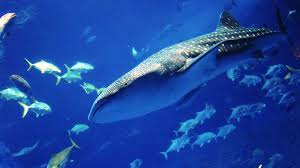 美ら海水族館もラクラク！沖縄レンタカーで自由な旅　沖縄大洋レンタカー那覇空港店