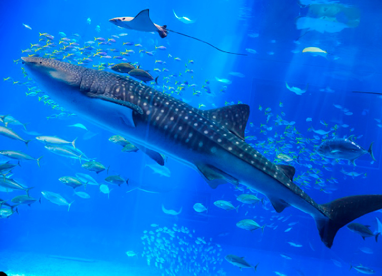 美ら海水族館へ行くなら｜沖縄レンタカー予約　沖縄大洋レンタカー那覇空港店