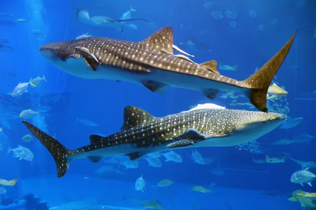 あの大水槽に会いに行こう。美ら海水族館まで、自由な沖縄ドライブ。　沖縄大洋レンタカー那覇空港店