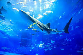 美ら海水族館も古宇利島もレンタカーなら自由自在。｜沖縄大洋レンタカー那覇空港店
